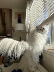Lost Male Cat last seen Quay st and 52nd, Arvada, CO 80002