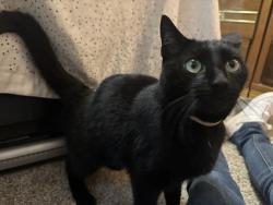 Lost Female Cat last seen 15th and Stanwood-Bryant Rd, Arlington, WA 98223