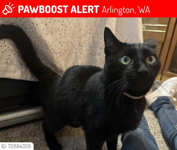 Lost Female Cat last seen 15th and Stanwood-Bryant Rd, Arlington, WA 98223