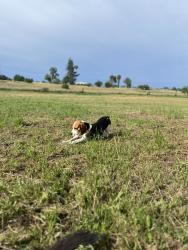 Lost Male Dog last seen Elverta Rd , Elverta, CA 95626