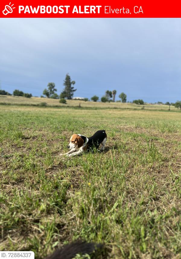 Lost Male Dog last seen Elverta Rd , Elverta, CA 95626
