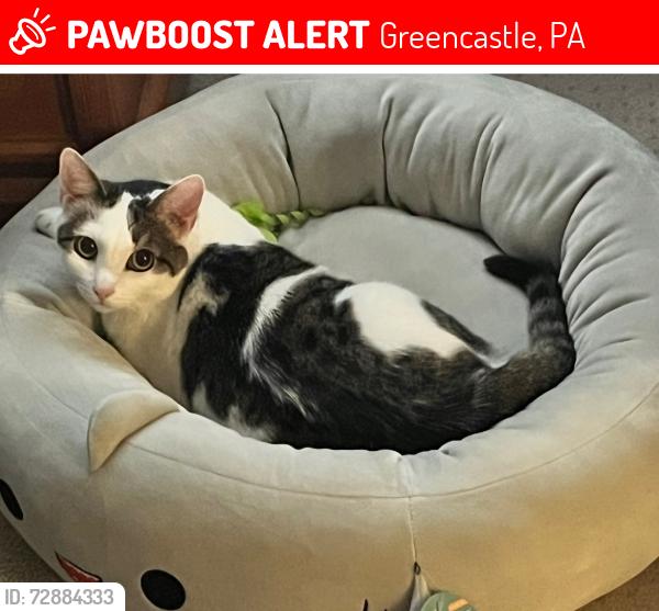 Lost Female Cat last seen Trinity Lutheran  Church, Greencastle, PA 17225