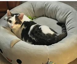Lost Female Cat last seen Trinity Lutheran  Church, Greencastle, PA 17225