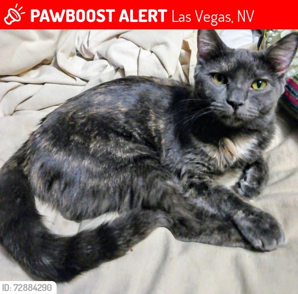 Lost Female Cat last seen NLV Washington Square atea, Las Vegas, NV 89101