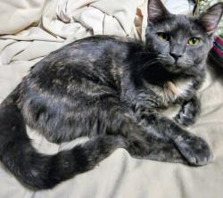 Lost Female Cat last seen NLV Washington Square atea, Las Vegas, NV 89101