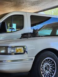 Found/Stray Unknown Cat last seen Harmony Ave east, Mesa, AZ 85204