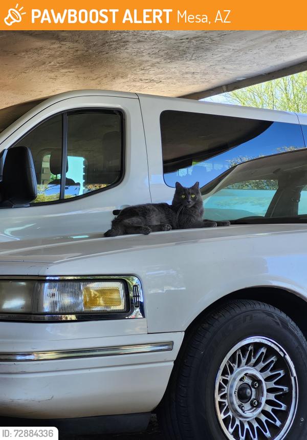 Found/Stray Unknown Cat last seen Harmony Ave east, Mesa, AZ 85204