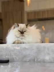 Lost Female Cat last seen Hillcrest and Forest , Dallas, TX 75230