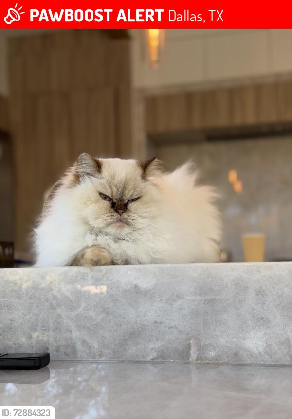 Lost Female Cat last seen Hillcrest and Forest , Dallas, TX 75230