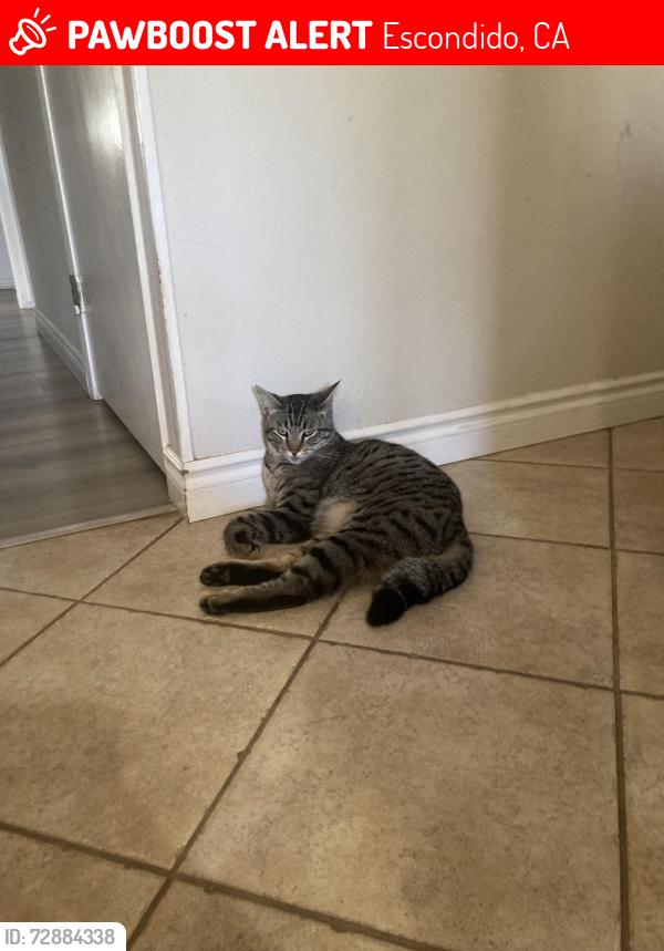 Lost Male Cat last seen Conway and Stanley , Escondido, CA 92027