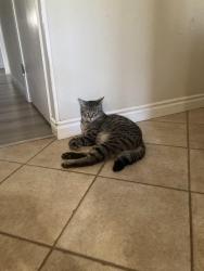 Lost Male Cat last seen Conway and Stanley , Escondido, CA 92027