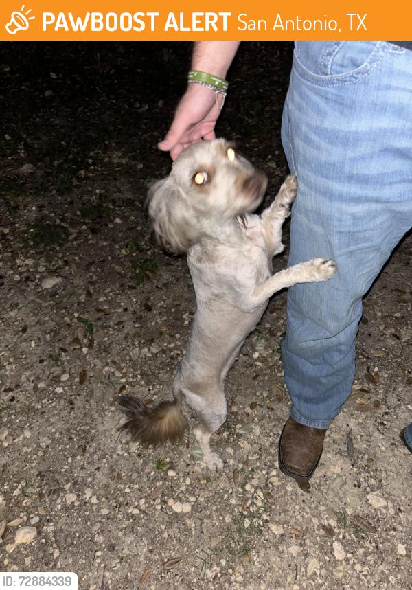 Found/Stray Female Dog last seen apmt park, San Antonio, TX 78240