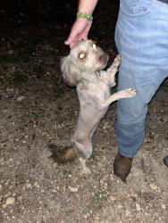 Found/Stray Female Dog last seen apmt park, San Antonio, TX 78240