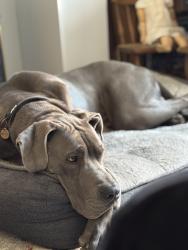 Lost Male Dog last seen Last seen the evening of 14 th May Tuffields Road Whepstead, Bury Saint Edmunds IP29 4TL, Suffolk, England IP29