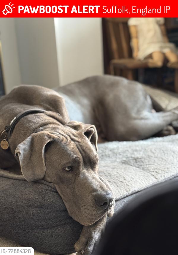 Lost Male Dog last seen Last seen the evening of 14 th May Tuffields Road Whepstead, Bury Saint Edmunds IP29 4TL, Suffolk, England IP29