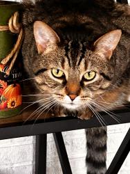 Reunited Male Cat last seen New Leicester Hwy, Ramsey Road, Asheville, NC 28806