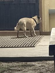 Reunited Unknown Dog last seen Bernadine Ave , El Paso, TX 79915