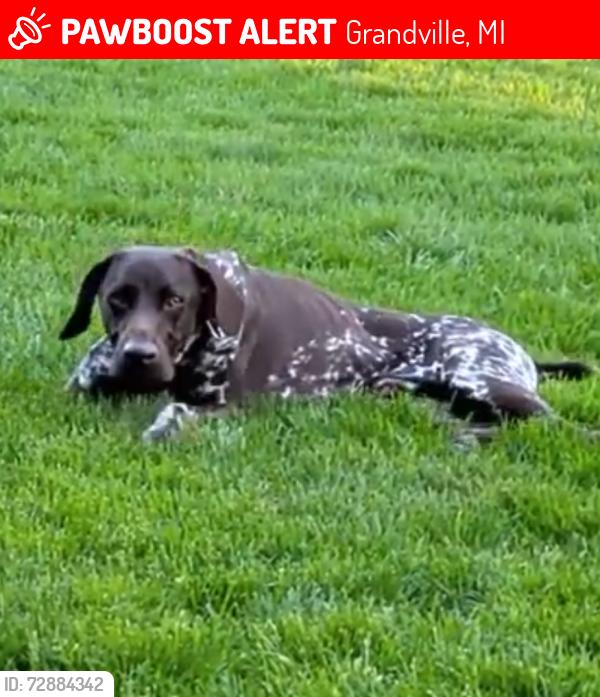 Lost Male Dog last seen 40th & Wilson , Grandville, MI 49418