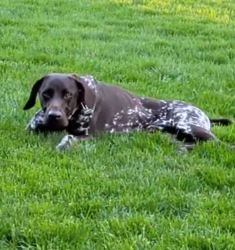 Lost Male Dog last seen 40th & Wilson , Grandville, MI 49418