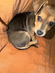 Found/Stray Male Dog last seen Ave 64 and La Loma, Pasadena, CA 91105