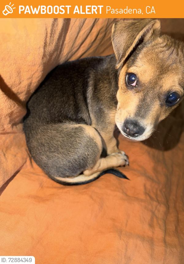 Found/Stray Male Dog last seen Ave 64 and La Loma, Pasadena, CA 91105