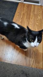 Reunited Female Cat last seen Village of Batavia, Riverside Dr , Batavia, OH 45103