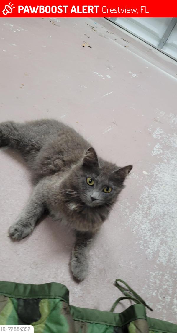 Lost Female Cat last seen Medfords Way , Crestview, FL 32539