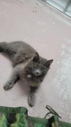 Lost Female Cat last seen Medfords Way , Crestview, FL 32539
