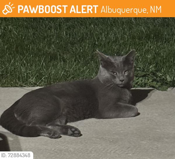 Found/Stray Male Cat last seen Universe and Woodmont, Albuquerque, NM 87114