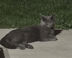 Found/Stray Male Cat last seen Universe and Woodmont, Albuquerque, NM 87114
