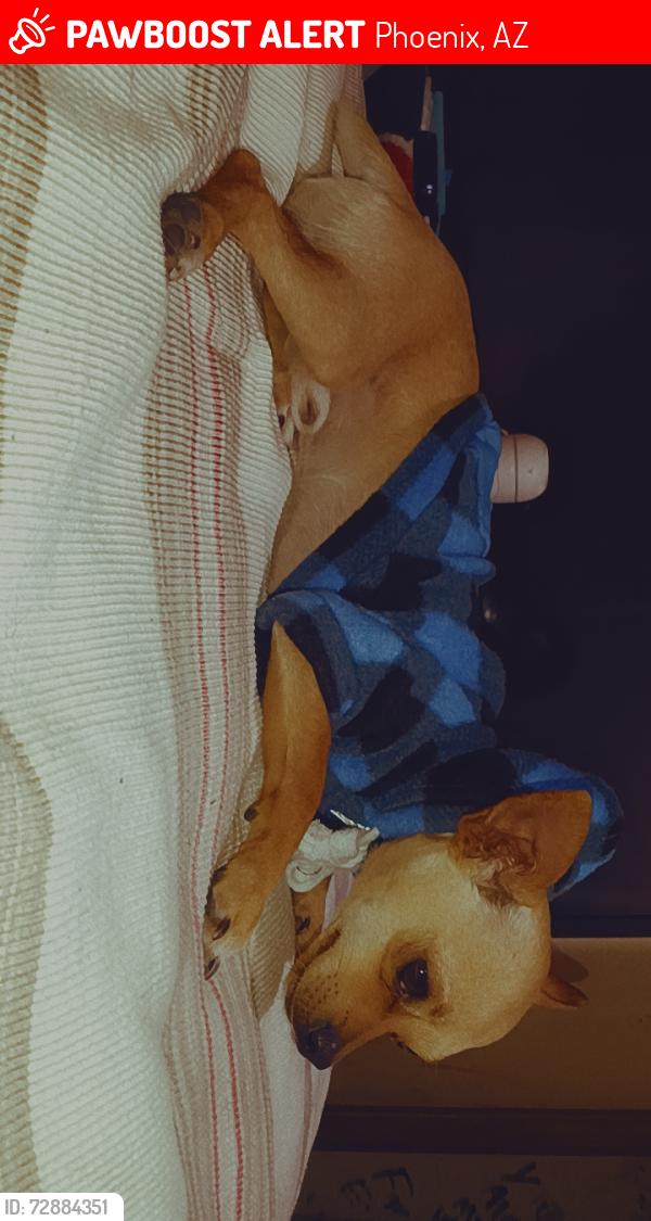 Lost Male Dog last seen 37st and van Buren , Phoenix, AZ 85008