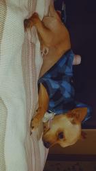 Lost Male Dog last seen 37st and van Buren , Phoenix, AZ 85008