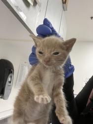 Shelter Stray Male Cat last seen , CA , Oakland, CA 94601