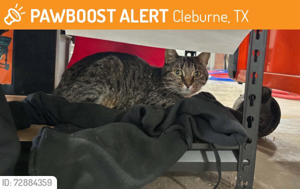 Found/Stray Male Cat last seen Cleburne city limits , Cleburne, TX 76031
