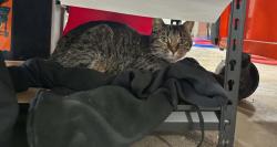 Found/Stray Male Cat last seen Cleburne city limits , Cleburne, TX 76031