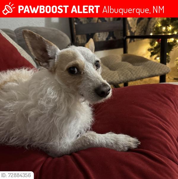Lost Male Dog last seen 4th street and Osuna , Albuquerque, NM 87109