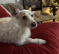 Lost Male Dog last seen 4th street and Osuna , Albuquerque, NM 87109
