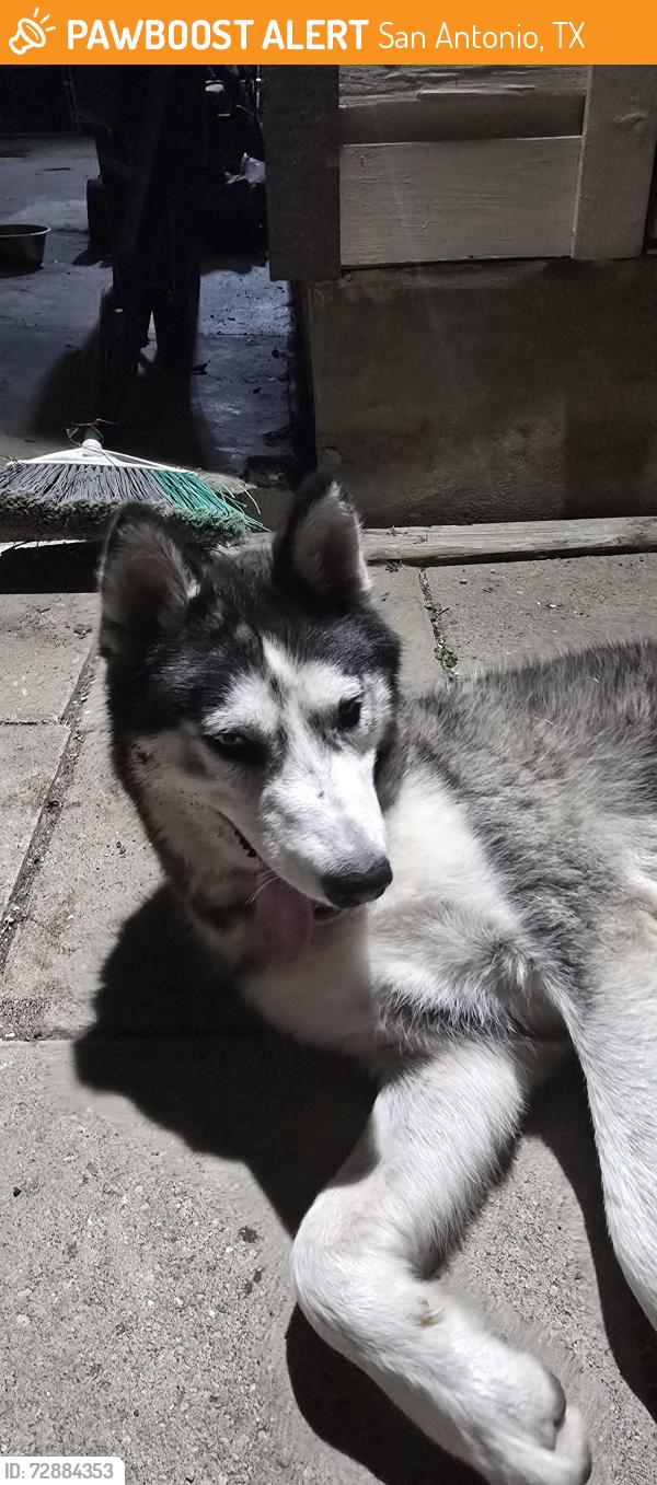 Found/Stray Male Dog last seen Overhill dr , San Antonio, TX 78228