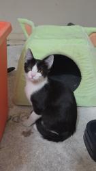Found/Stray Female Cat last seen Nickel Ridge Way , Las Vegas, NV 89122