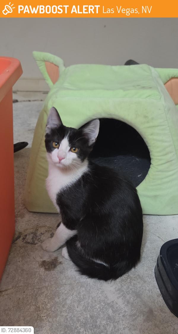 Found/Stray Female Cat last seen Nickel Ridge Way , Las Vegas, NV 89122