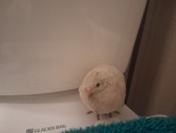Found/Stray Unknown Bird last seen Centennial and Walnut, North Las Vegas, NV 89081