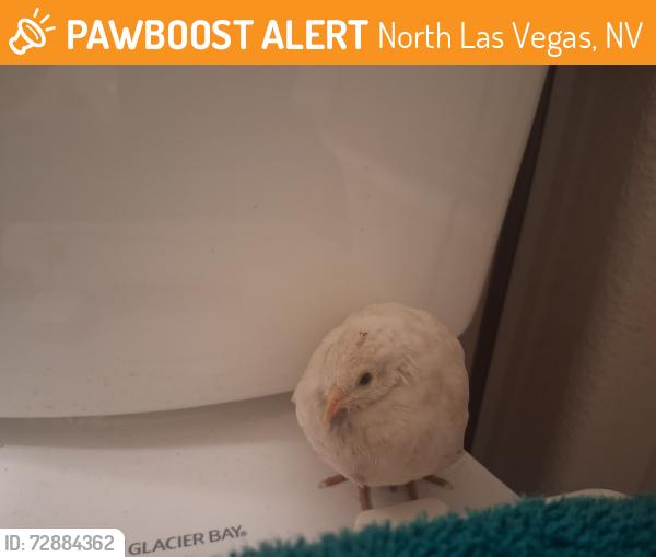 Found/Stray Unknown Bird last seen Centennial and Walnut, North Las Vegas, NV 89081