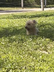 Found/Stray Male Dog last seen Pletz Park , San Antonio, TX 78219