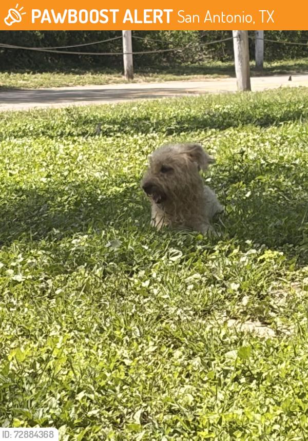 Found/Stray Male Dog last seen Pletz Park , San Antonio, TX 78219