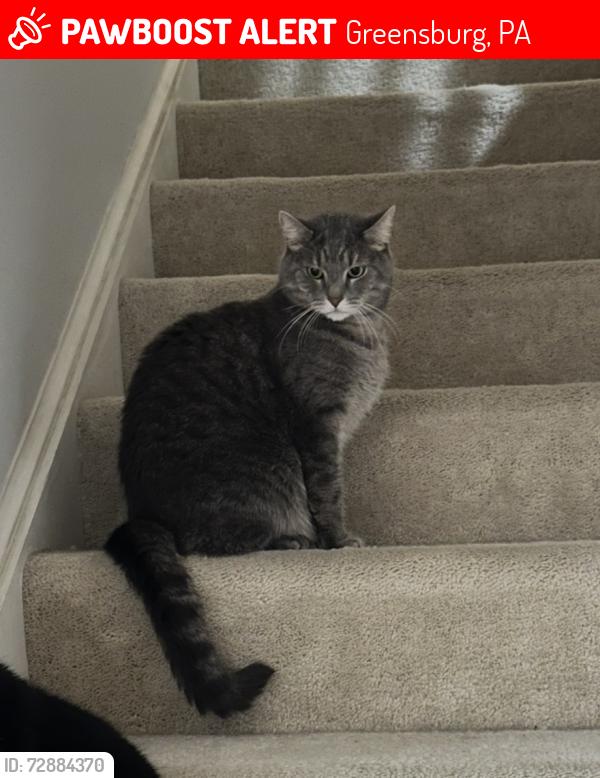Lost Male Cat last seen Green valley road and Pacek road, Greensburg, PA 15601