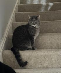 Lost Male Cat last seen Green valley road and Pacek road, Greensburg, PA 15601
