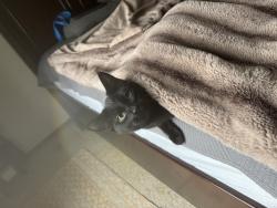 Lost Female Cat last seen Anne Sullivan Elementary School, Sioux Falls, SD 57103