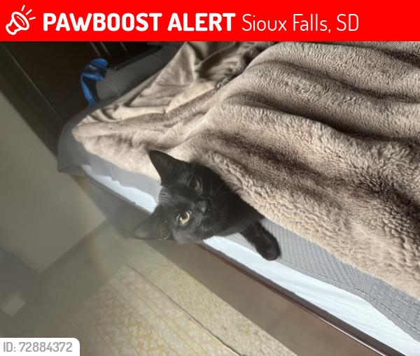 Lost Female Cat last seen Anne Sullivan Elementary School, Sioux Falls, SD 57103