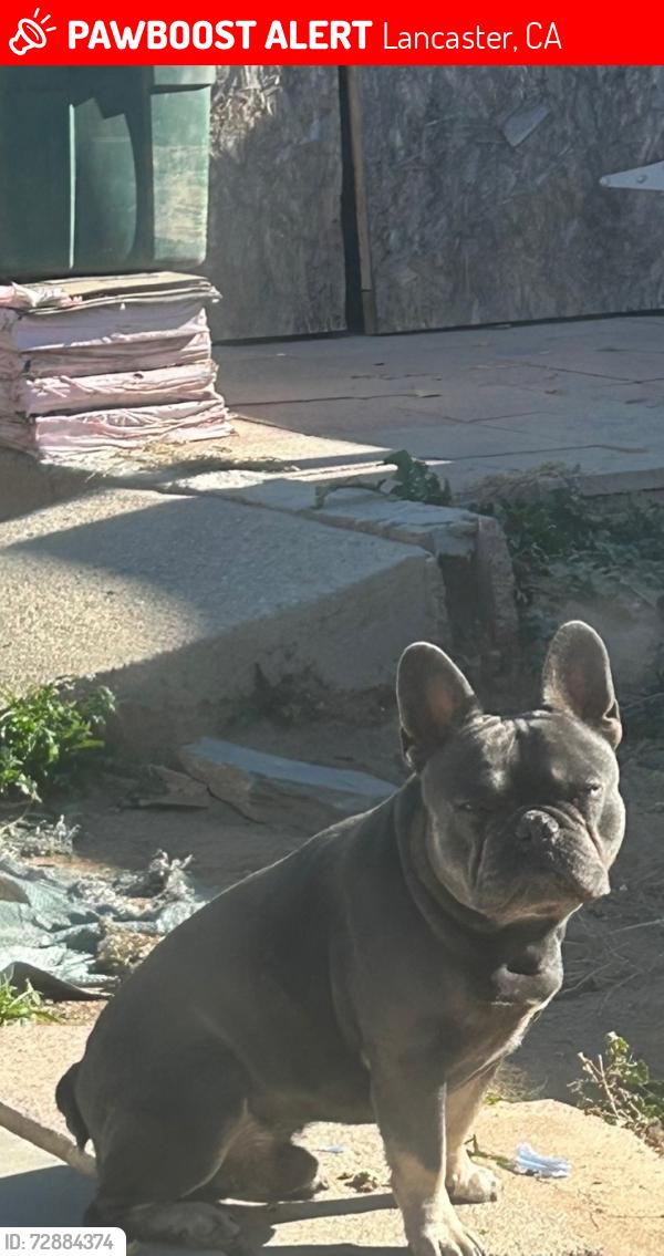 Lost Male Dog last seen Glen Raven and fourth Street, Lancaster, CA 93535
