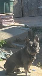 Lost Male Dog last seen Glen Raven and fourth Street, Lancaster, CA 93535